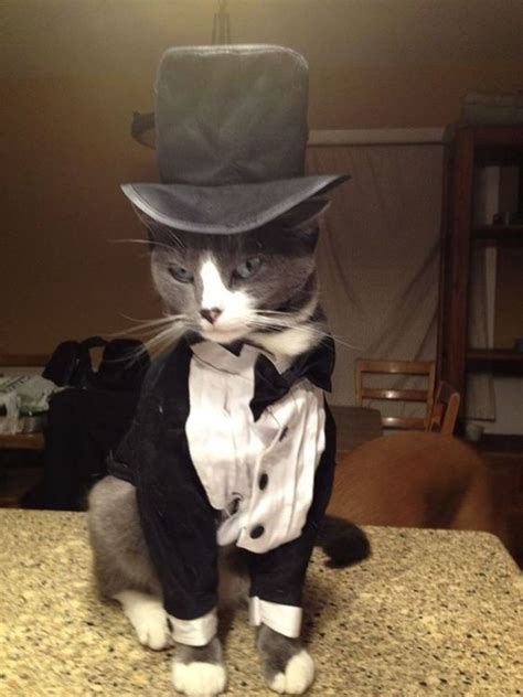 Let These Cats in Tuxedos Help You Decompress from How Terrible Everything Is Right Now - Popdust