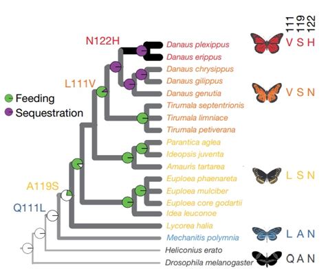 Genome editing retraces the evolution of toxin resistance in the monarch butterfly ($) (Nature ...