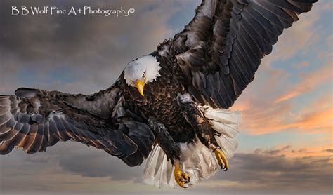 Bald Eagle Attack