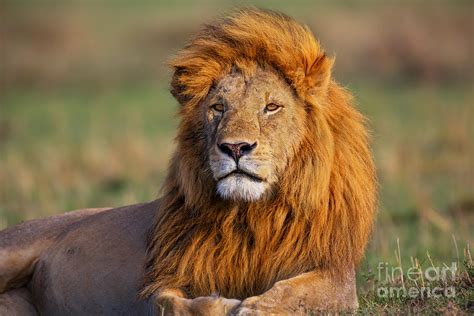 Portrait of Lion Romeo II in Masai Mara Photograph by Maggy Meyer - Fine Art America