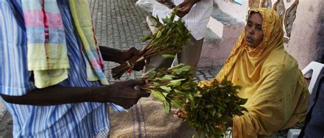 Regulating khat could disrupt East Africa’s illegal drug economy | ISS ...