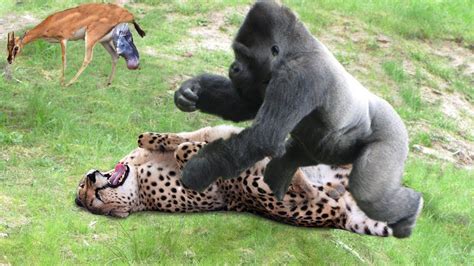 Big Battle Between Gorilla vs Leopard, When Rescuing The Newly Born ...