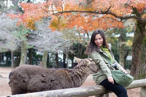 Young Woman Feeding the Deer with Biscuit at Nara Wild Deer in a Public ...