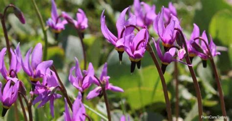 Shooting Star Flower Care: Learn Tips On Growing Dodecatheon Meadia