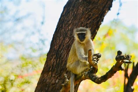 Premium Photo | Low angle view of monkey on tree trunk