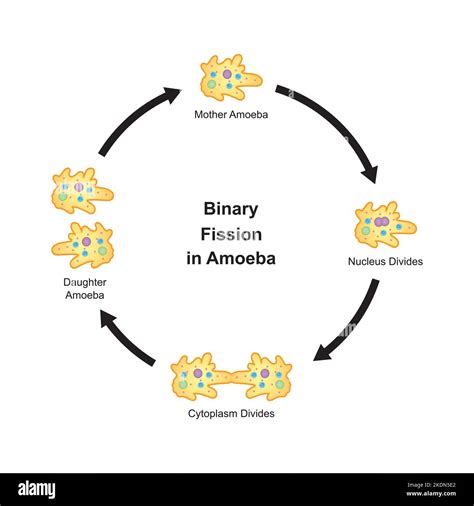 Diseño científico de fisión binaria en ameba. Símbolos de colores ...