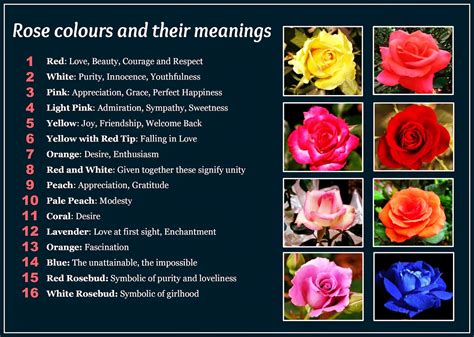 Daveswordsofwisdom.com: Beautiful Rose Colors and Their Meanings.