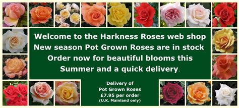 Harkness Roses for some of the finest British Roses