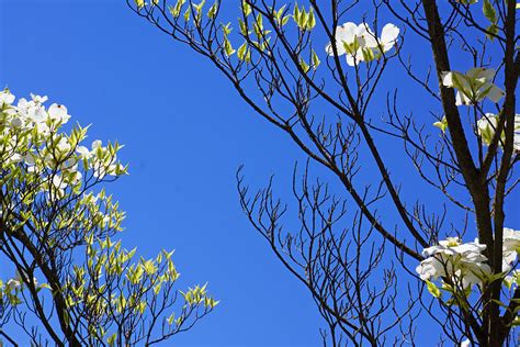 Blue Sky Art Prints Spring Dogwood Flowers Branches Photograph by Patti ...