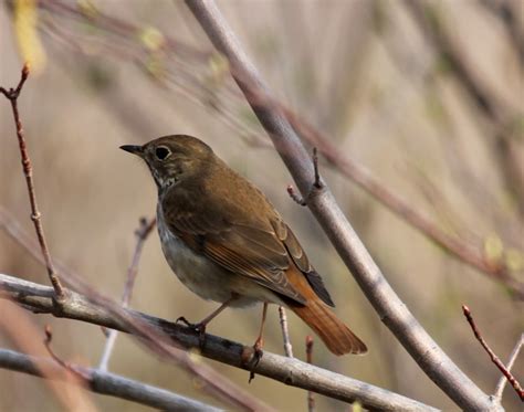 Here and There: Day 133 - 12th May 2016 - Magnolia Warbler, Black & White Warbler, Hermit Thrush ...