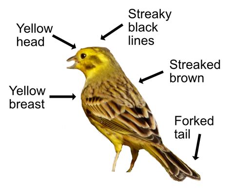 Yellowhammer – Saltlane