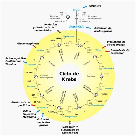 El ciclo de Krebs en el ejercicio clínico de la nutriología - IIDENUT