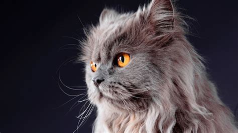 Where Do Persian Cats Come From? The Enchanting Origins