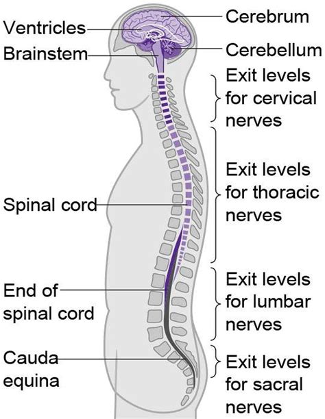 Pictures Of Central Nervous System