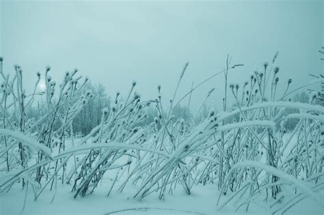 Premium Photo | Frosty landscape with trees