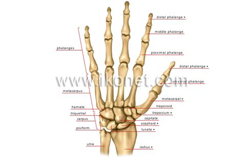 human anatomy bones of the hand