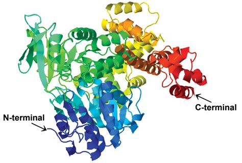 Structure-function analysis of DNA helicase HELQ: A new diagnostic ...