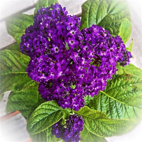 Vanilla Flower Heliotrope Potted - Free photo on Pixabay