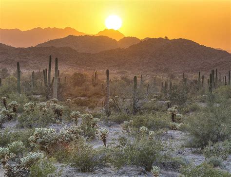 Sonoran Desert AZ | Desert photography, Sonoran desert, Desert landscaping