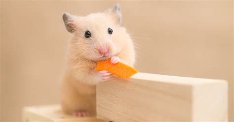 Syrian Hamster Lifespan: How Long Do Syrian Hamsters Live? - A-Z Animals