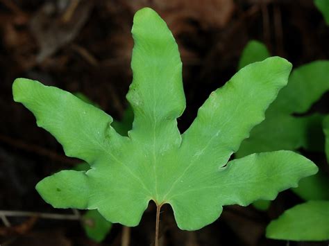 Lygodium palmatum (American Climbing Fern, Climbing Fern, Creeping Fern, Hartford Fern) | North ...