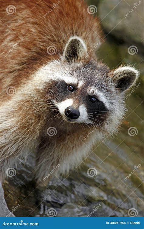 Raccoon (Procyon Lotor); In The Woods At A Feeder. Eastern Ontario ...