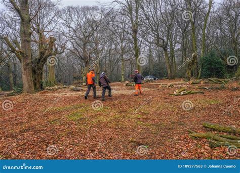 Pollarding Hornbeams in Epping Forest Editorial Stock Photo - Image of ancient, forest: 109277563