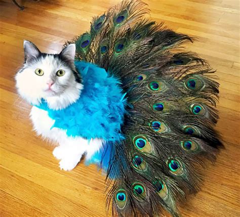 51 Terrifyingly Pawsome Halloween Cat Costumes | Bored Panda