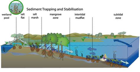 Sediment trapping and stabilisation - OzCoasts