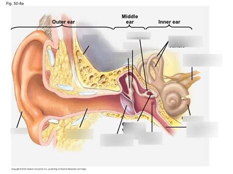 Ear Drum picture Diagram | Quizlet