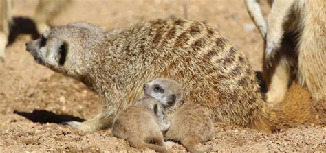 Meerkat Mob Multiplies with Six Pups at Taronga Western Plains Zoo | The Animal Facts