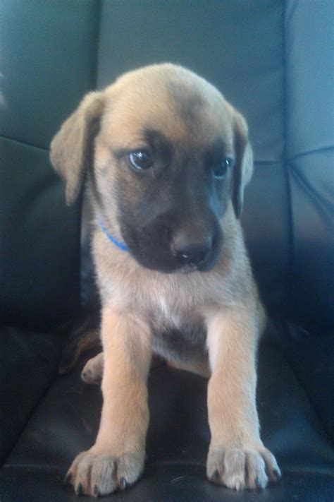 German Shepherd Great Dane Mix Puppies | PETSIDI