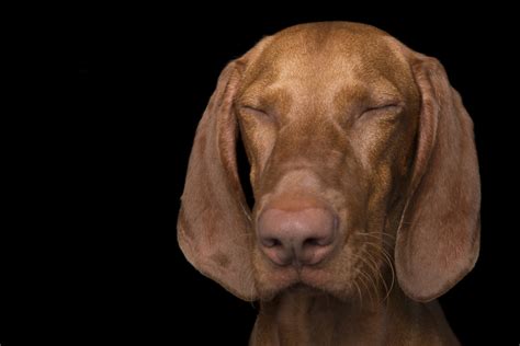 These Photos Of Zen Dogs Will Make You Feel Zen, Too | HuffPost