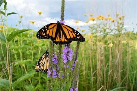 Years of monarch butterfly research shows how adding habitat will help ...