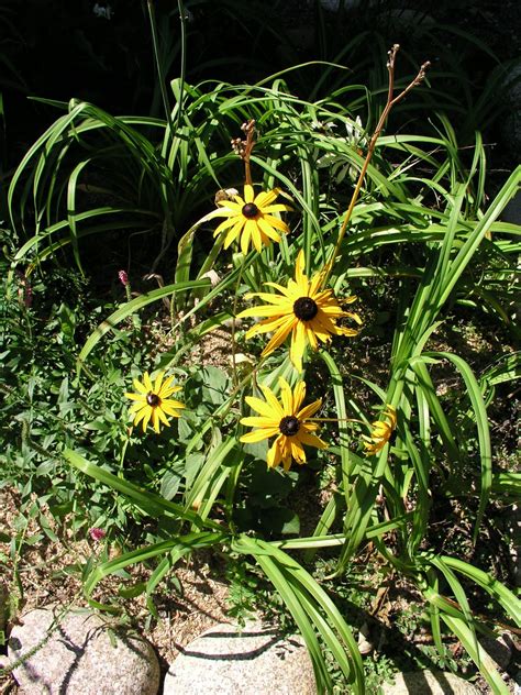 Lunenburg Firehouse & Floral Cottage: August Flowers