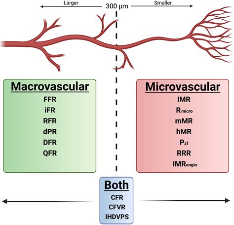 Assessment of the coronary microcirculation in the cardiac catheterisation laboratory