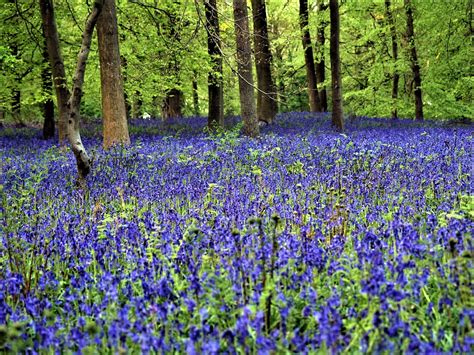 The bluebells of Belgium's Blue Forest