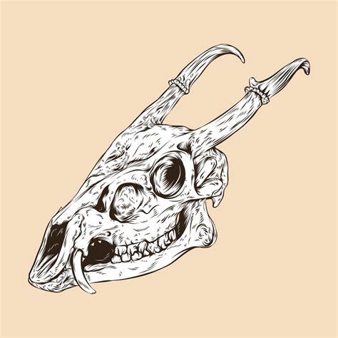 muntjac deer skull head vector 10552161 Vector Art at Vecteezy