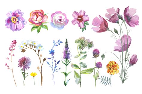 Wild Flowers watercolor PNG clipart