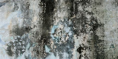 What You Need to Know about Blue Mold Removal – Dover Garden