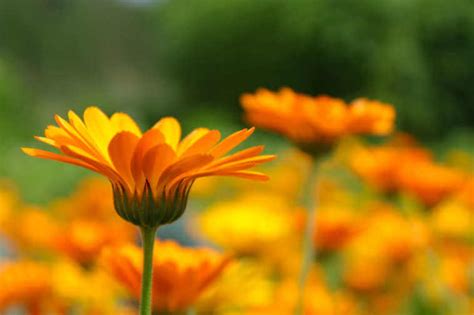 Calendula Flower | Kellogg Garden Organics™