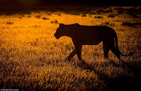 Incredible photos capture Africa's animals at dusk and dawn | Wildlife photography, Animals ...