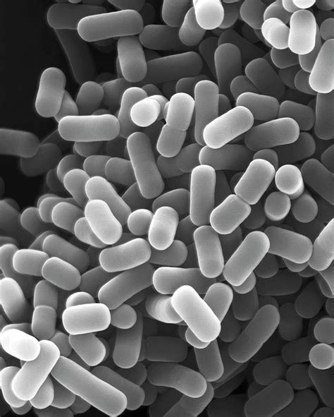 Lactobacillus Microscope