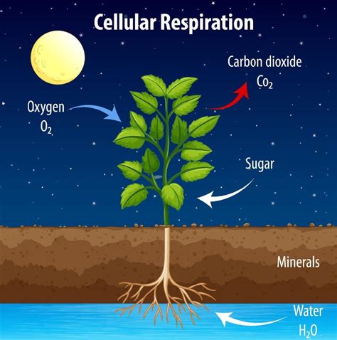 Diagram showing process of cellular respiration 1928926 Vector Art at Vecteezy