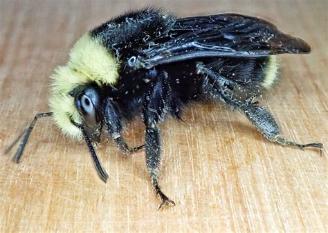 Bombus vosnesenskii (Yellow-faced Bumble Bee) – 10,000 Things of the Pacific Northwest