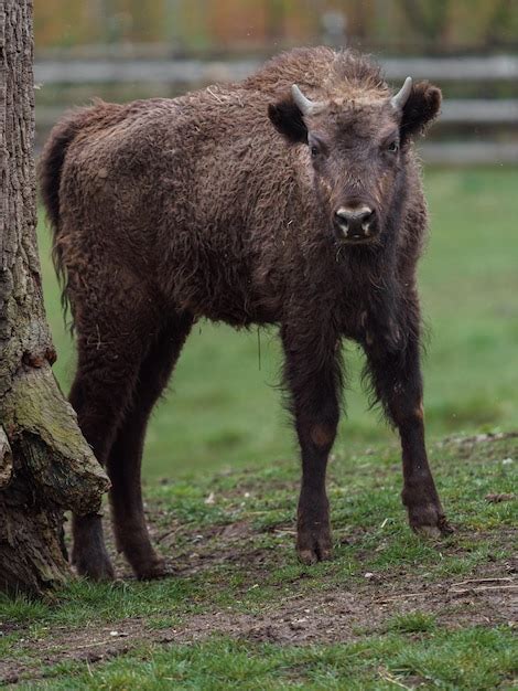 Premium Photo | European bison