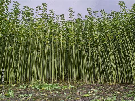 green tall jute plants with white sky. Jute cultivation in Bangladesh. Stock Photo | Adobe Stock