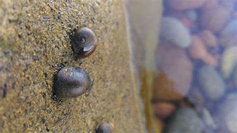 Free stock photo of beach life, calm water, sea snail