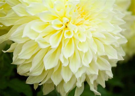 20 yellow dahlia varieties ☀️ ???? For sunshine in bloom