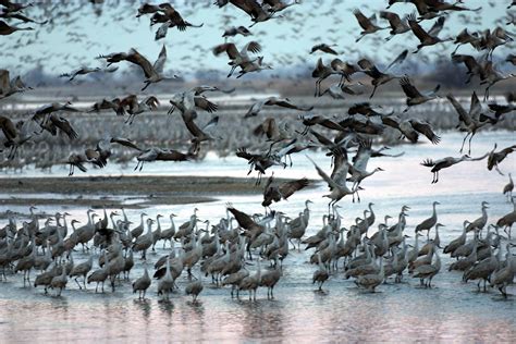 A Guide to the Sandhill Crane Migration - Wild Bird Habitat Store